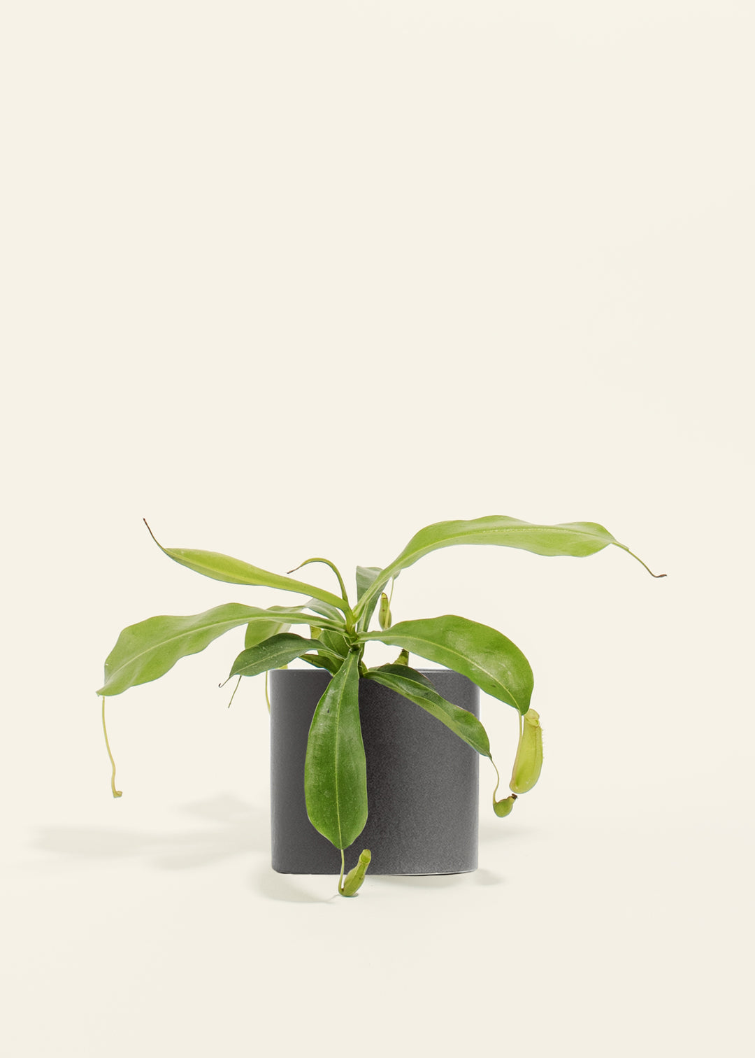 Pitcher Plant