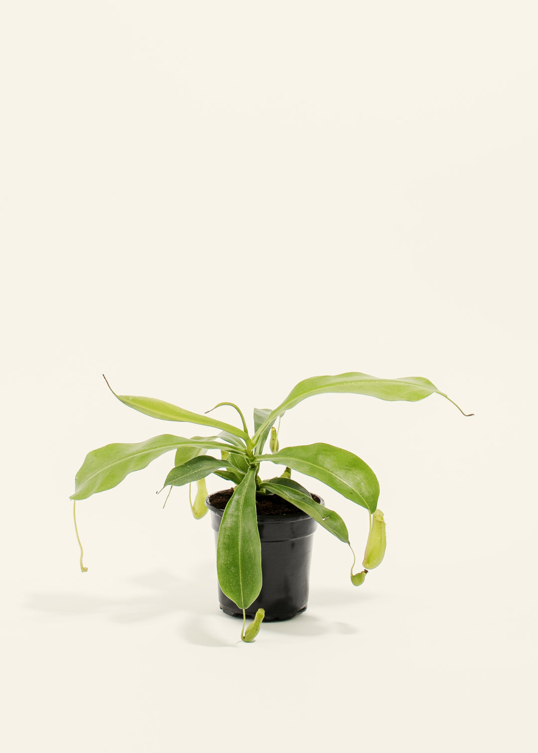 Pitcher Plant