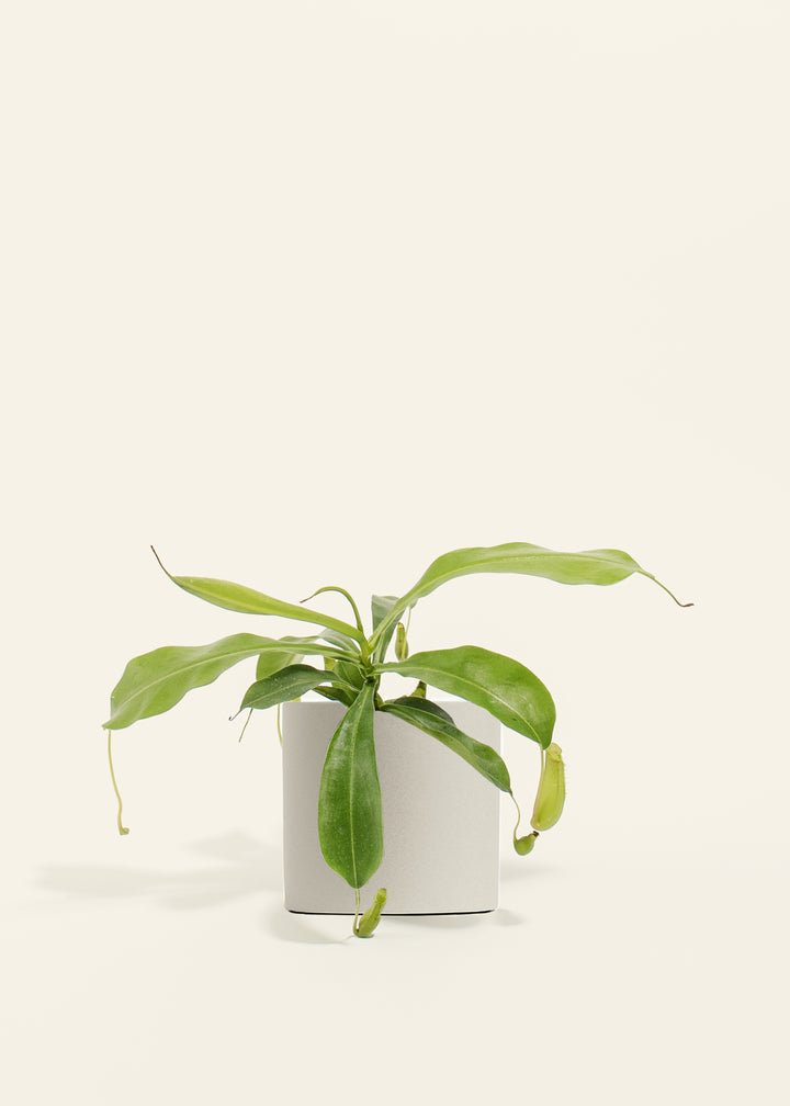 Pitcher Plant