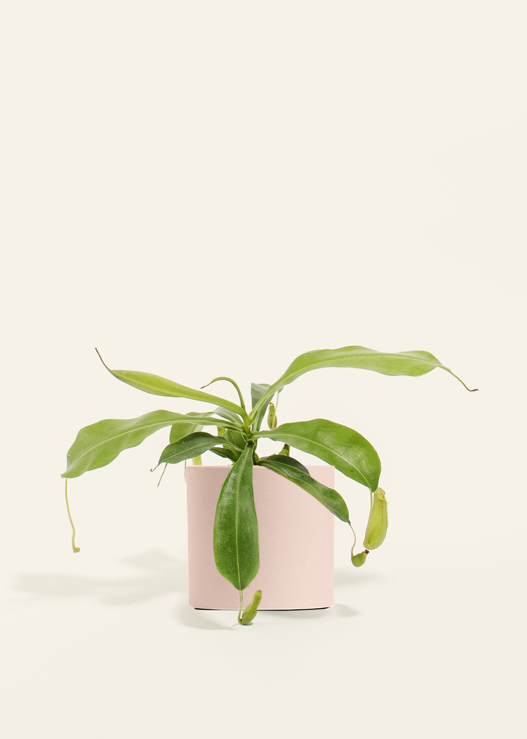 Pitcher Plant