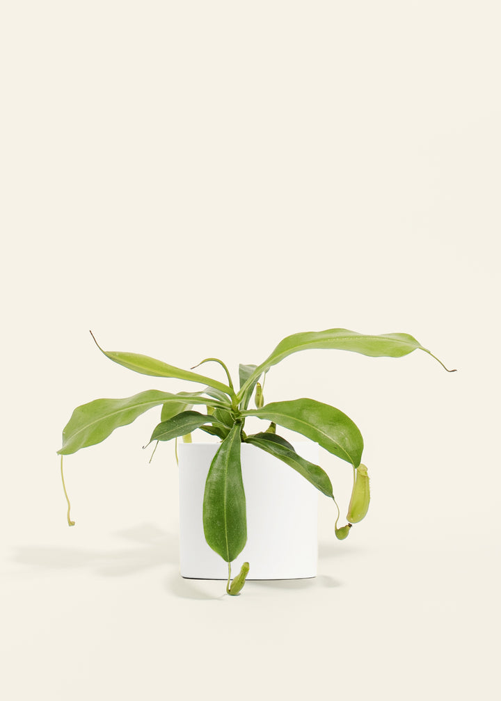 Pitcher Plant
