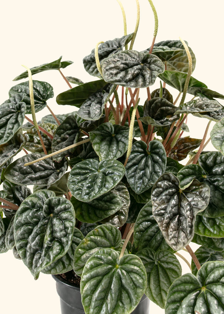 Peperomia Luna Grey