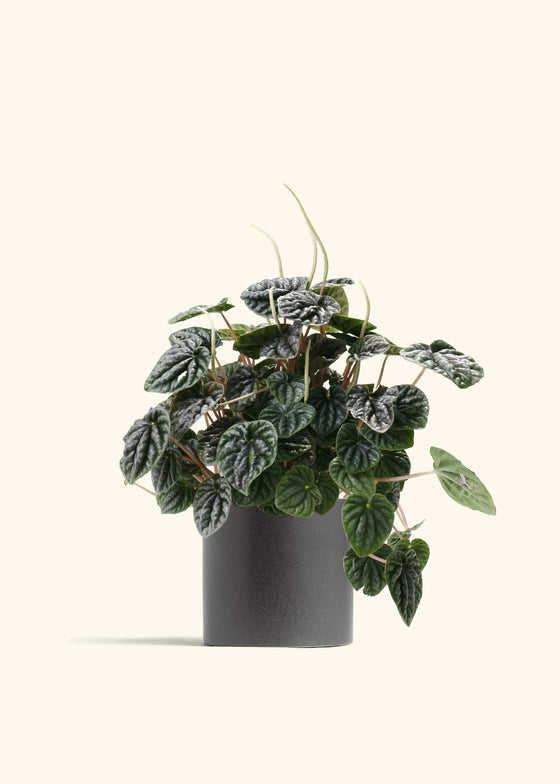 Peperomia Luna Grey