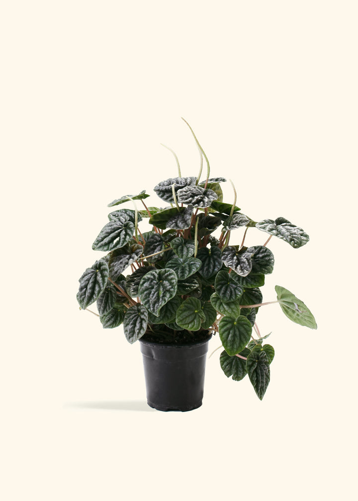 Peperomia Luna Grey