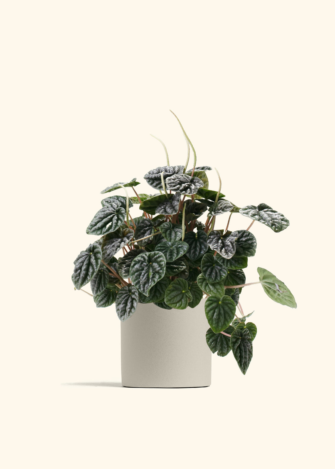 Peperomia Luna Grey