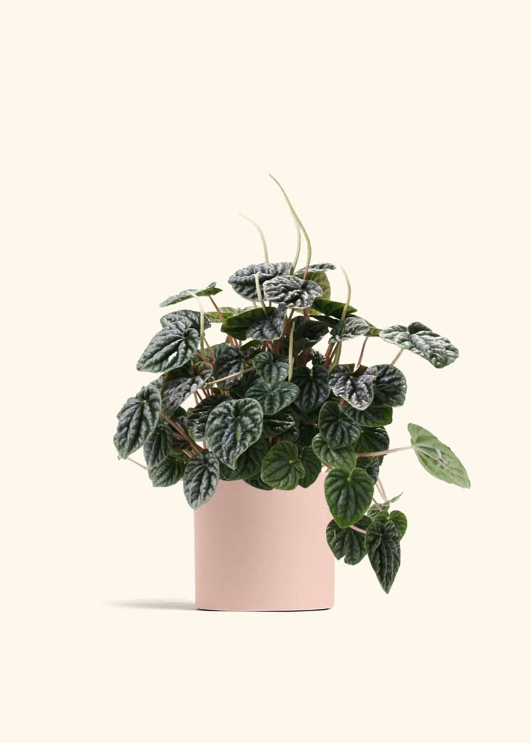Peperomia Luna Grey
