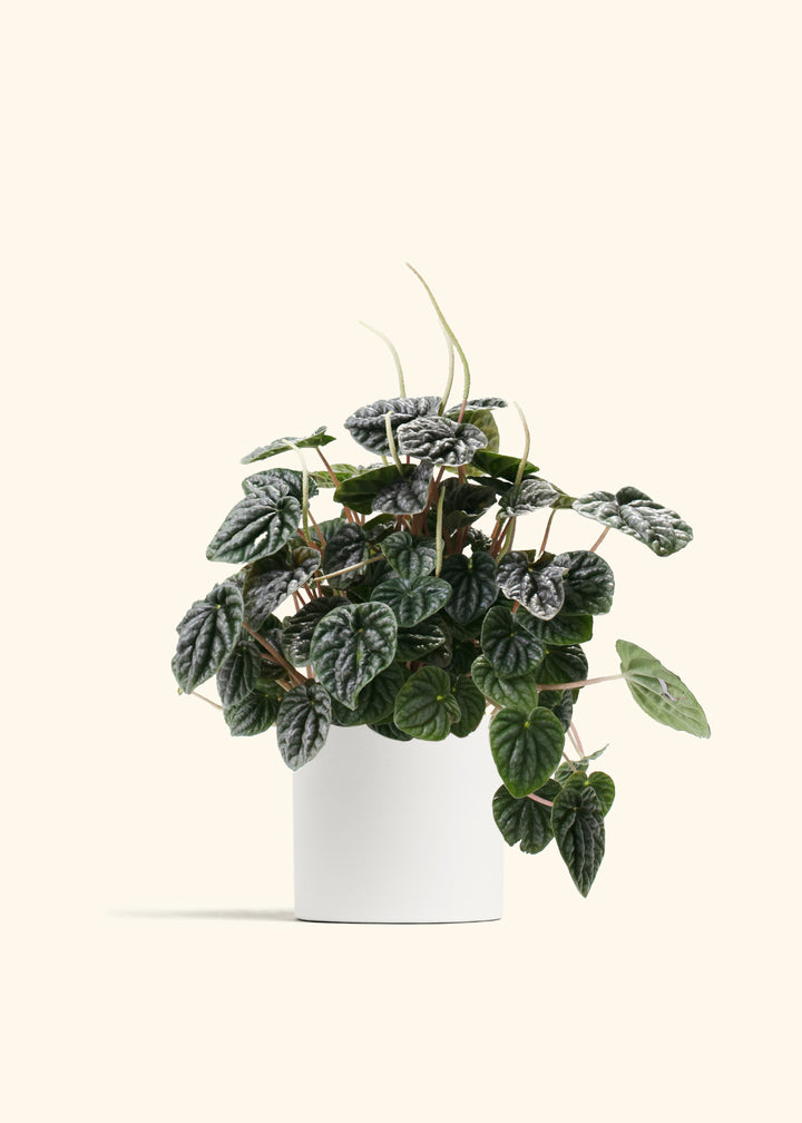 Peperomia Luna Grey