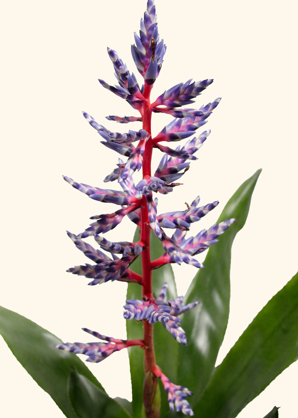 Aechmea Del Mar