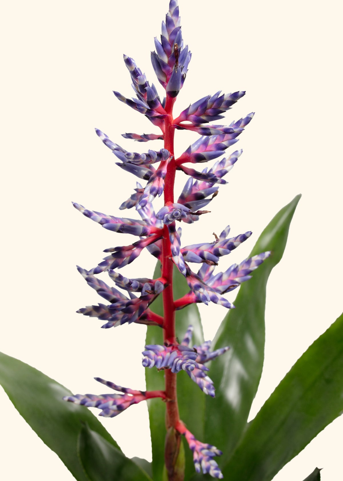 Aechmea 'Del Mar'