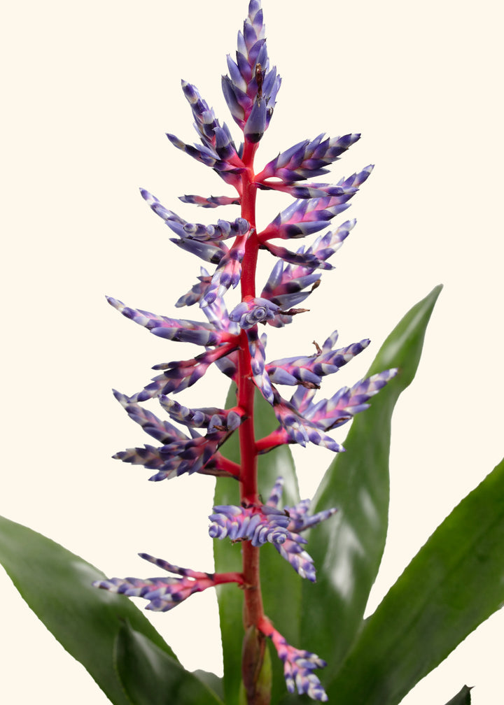 Aechmea Del Mar