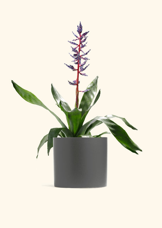 Aechmea Del Mar