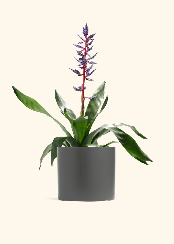 Aechmea Del Mar