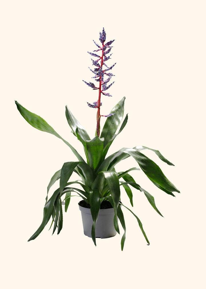 Aechmea Del Mar