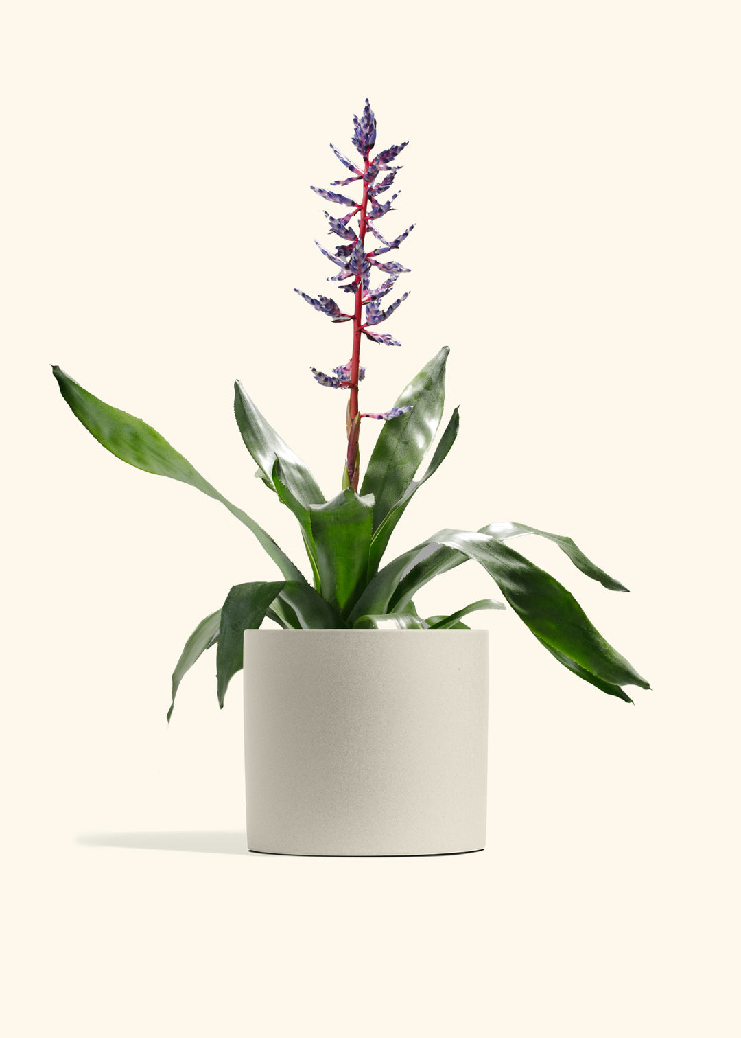 Aechmea Del Mar