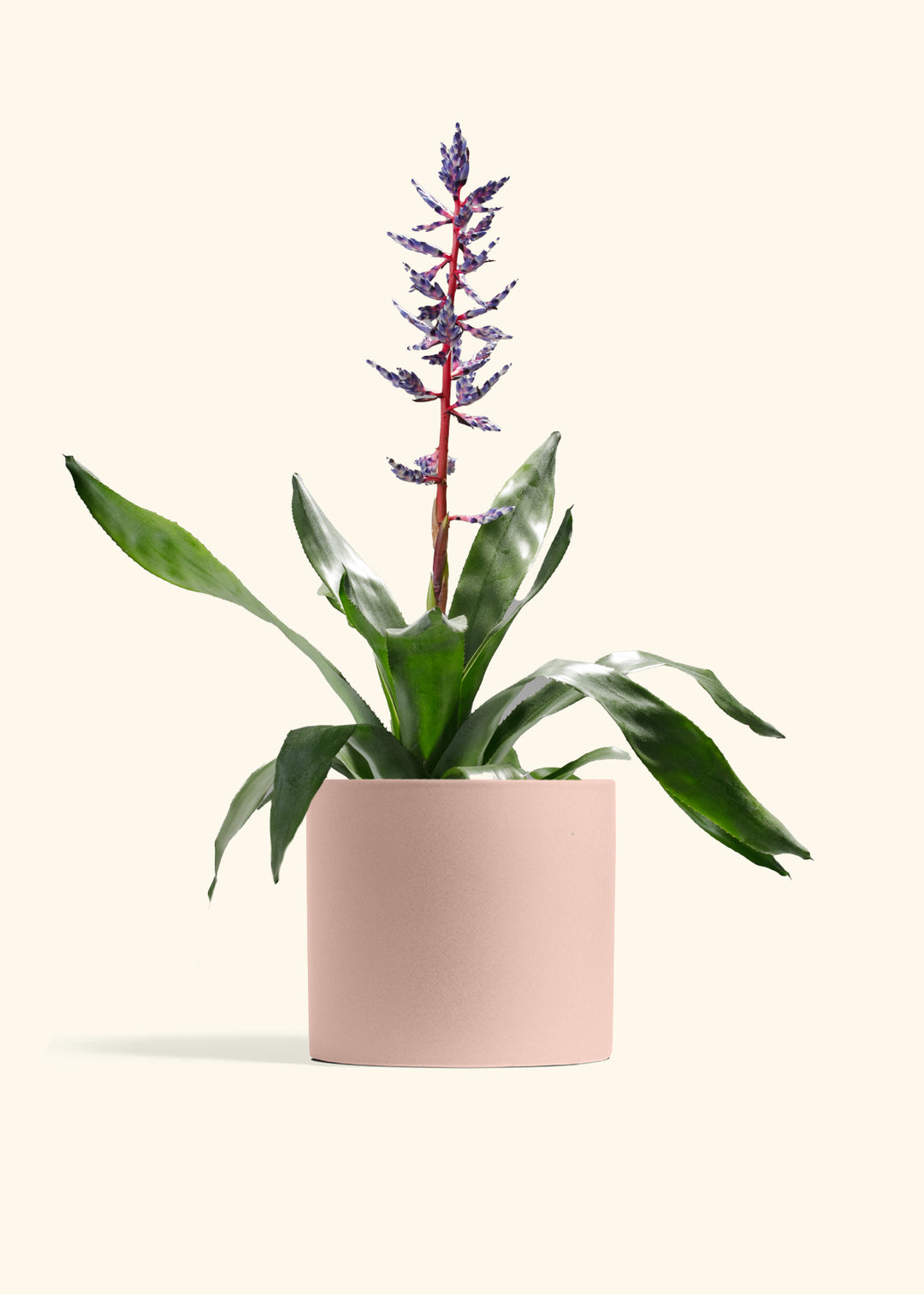 Aechmea Del Mar