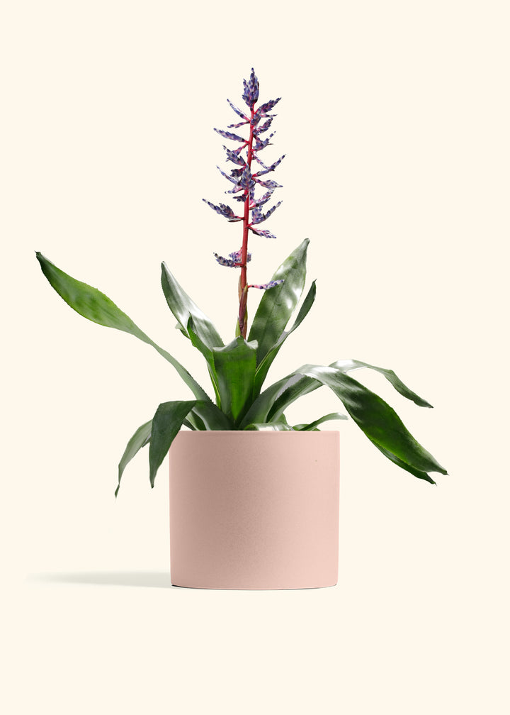 Aechmea Del Mar