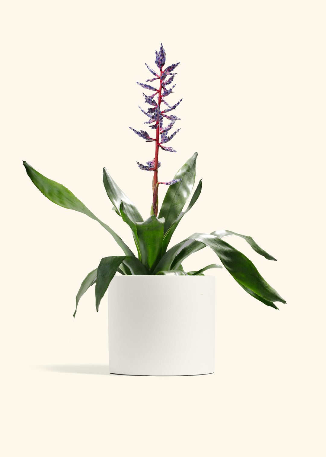Aechmea Del Mar