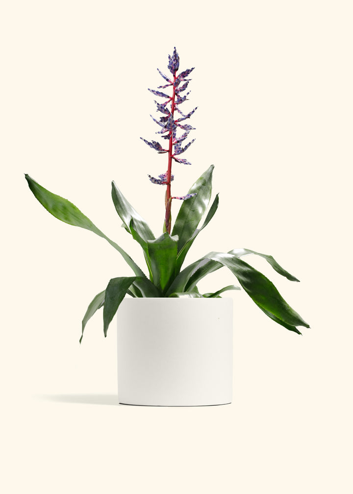 Aechmea Del Mar