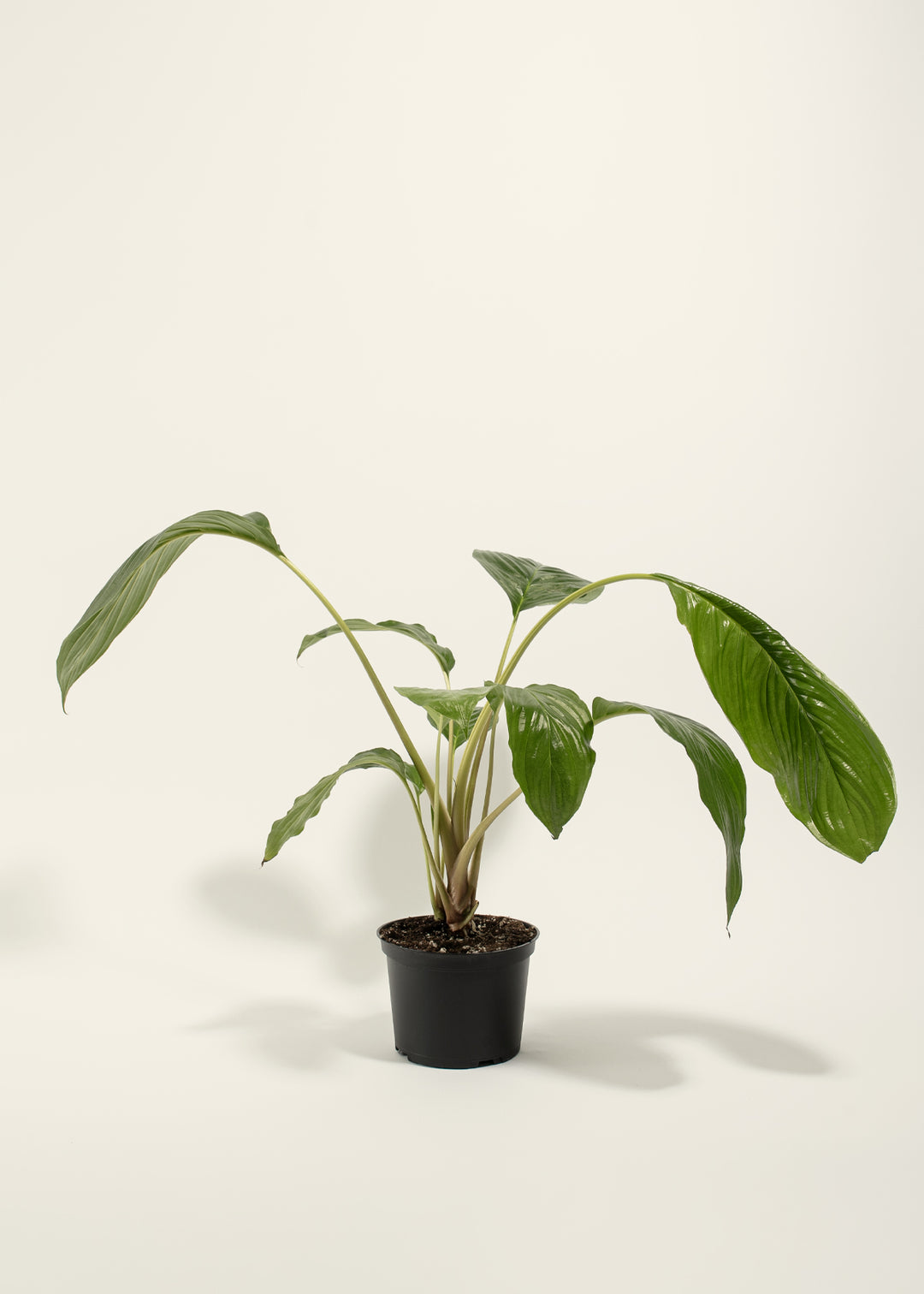 Black Bat Plant