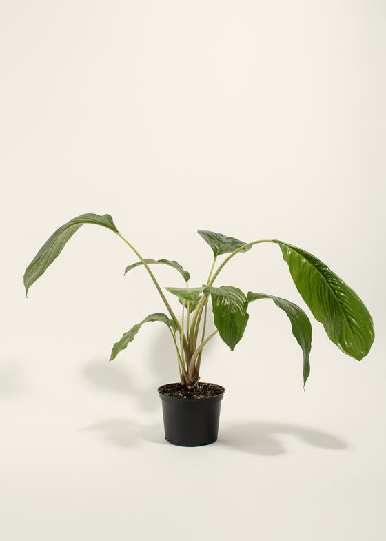 Black Bat Plant
