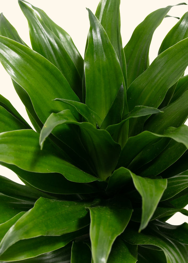 Dracaena Janet Craig