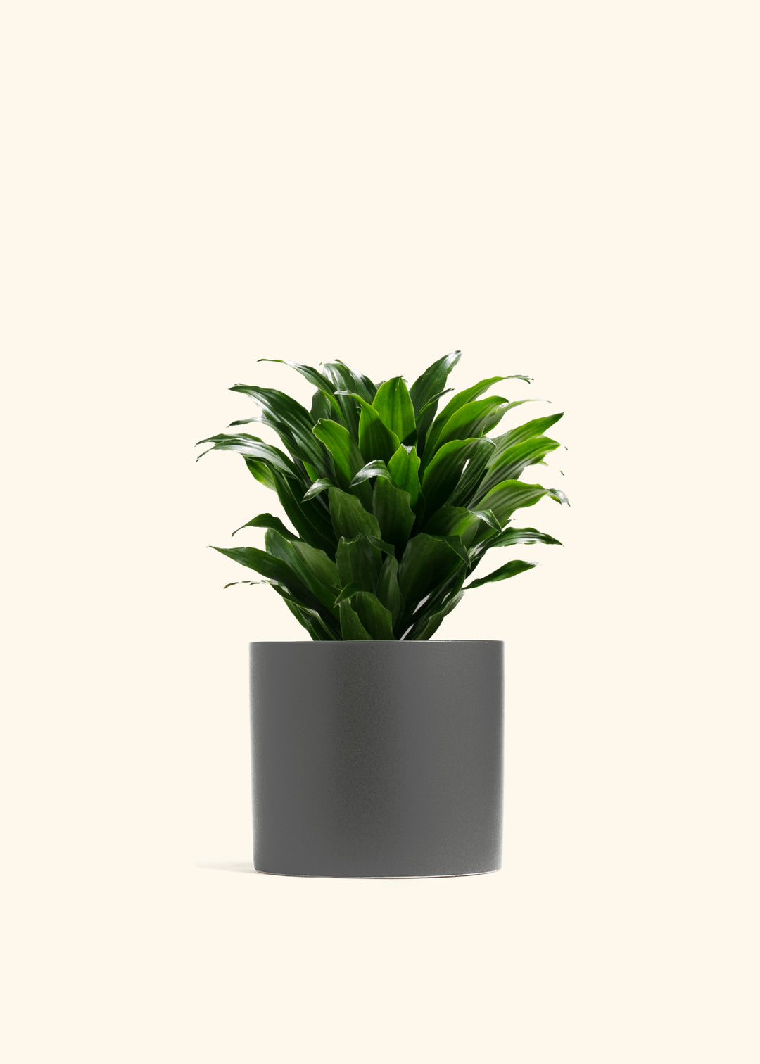 Dracaena Janet Craig