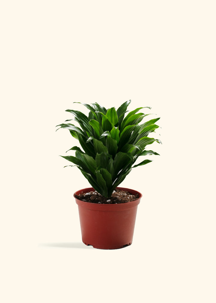 Dracaena Janet Craig