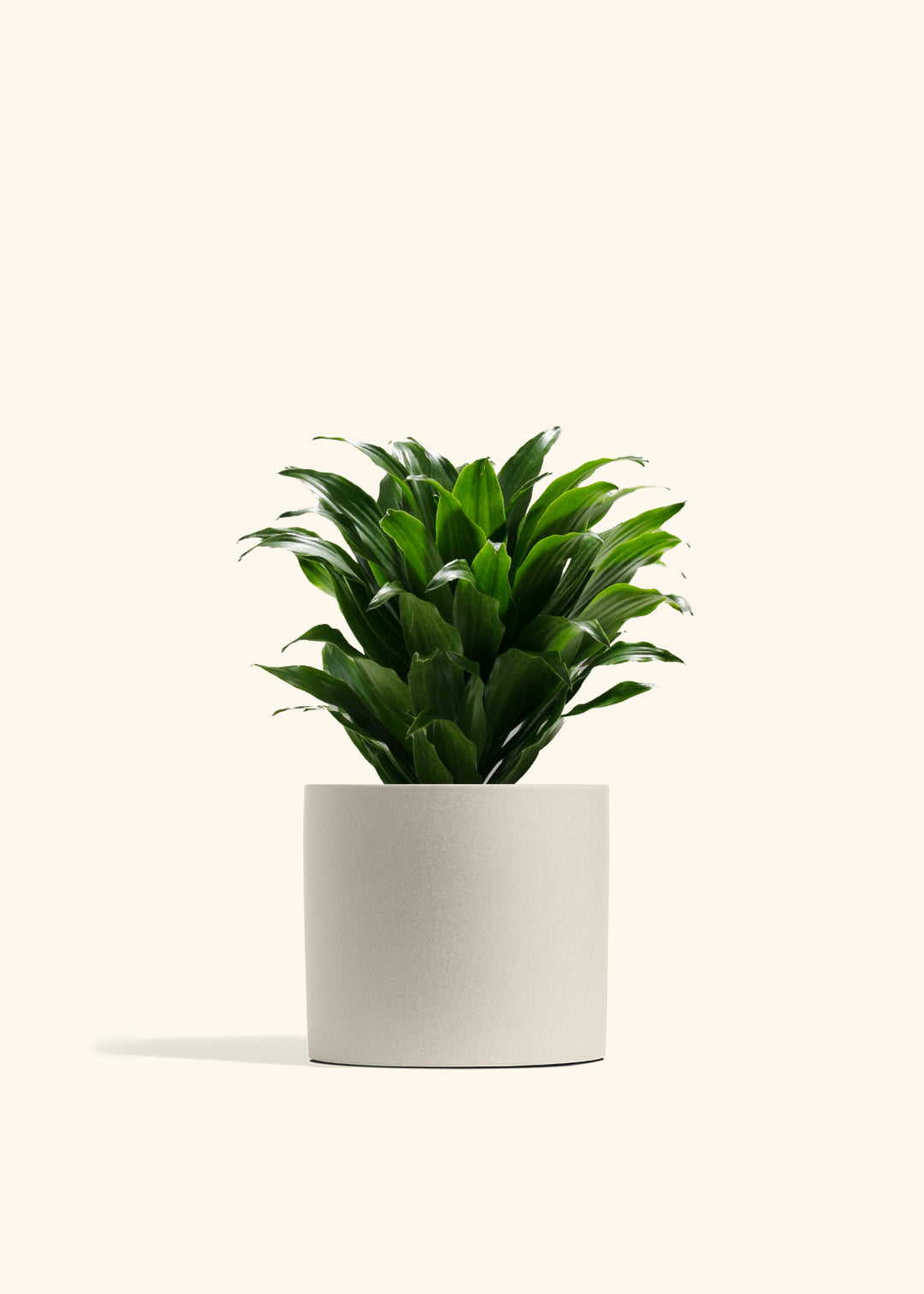 Dracaena Janet Craig
