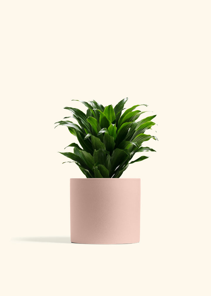 Dracaena Janet Craig