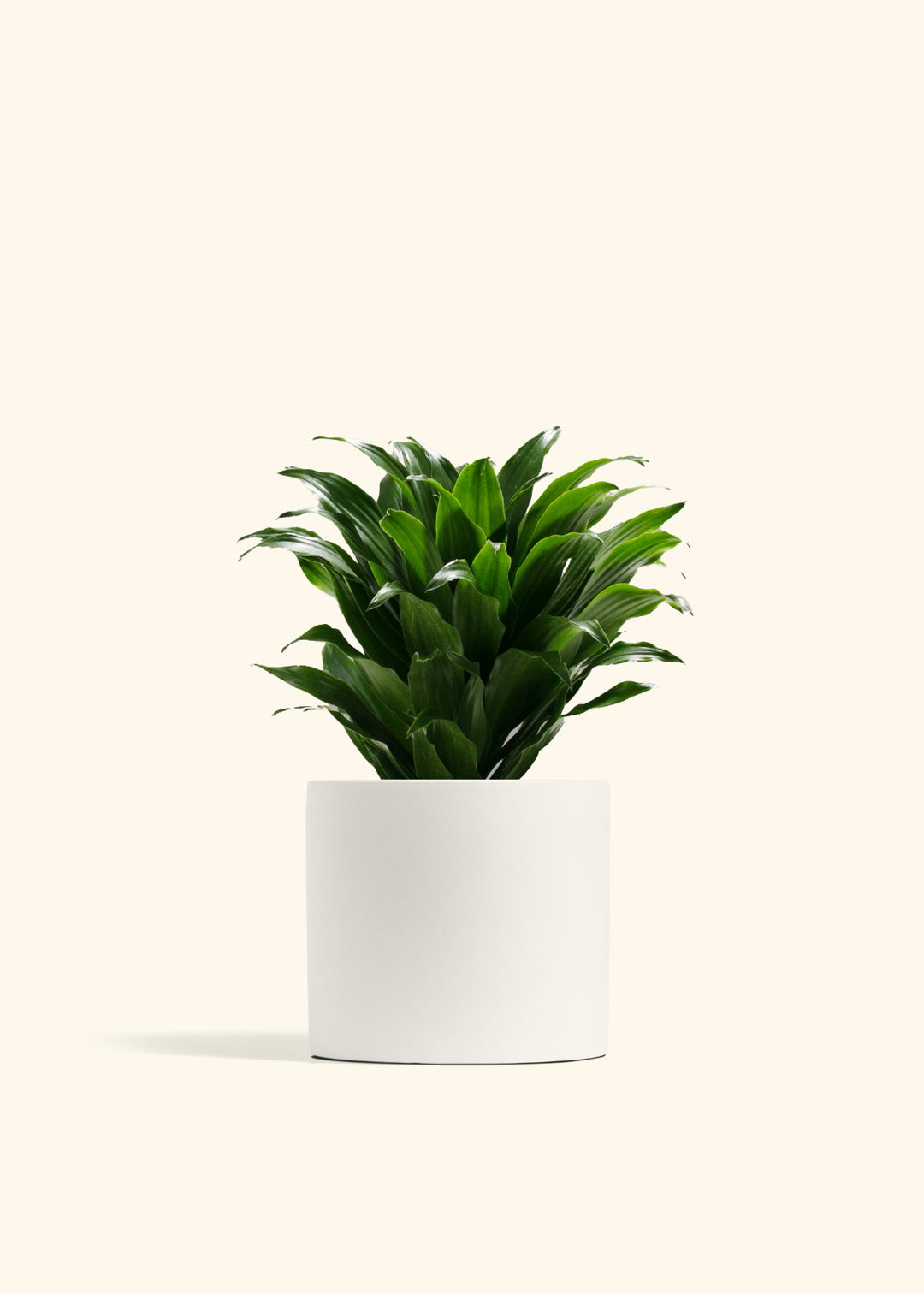 Dracaena Janet Craig