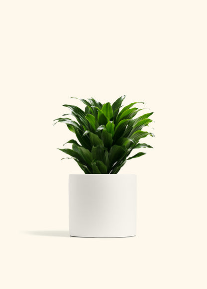 Dracaena Janet Craig Cane