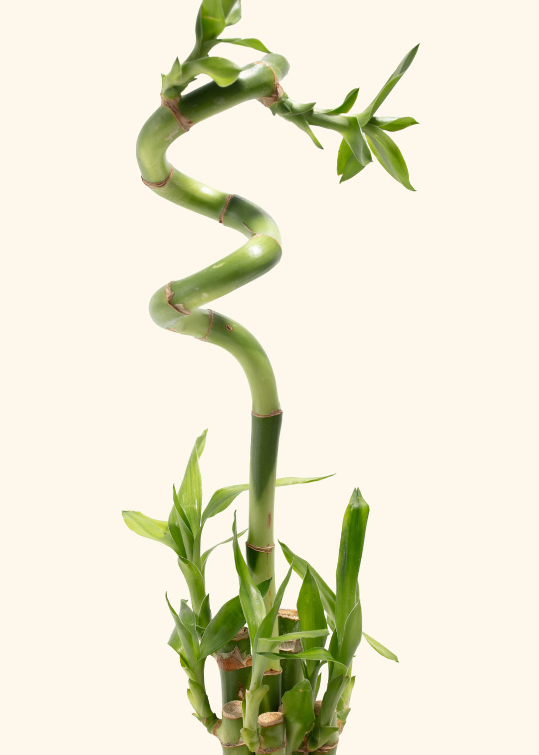Lucky Bamboo