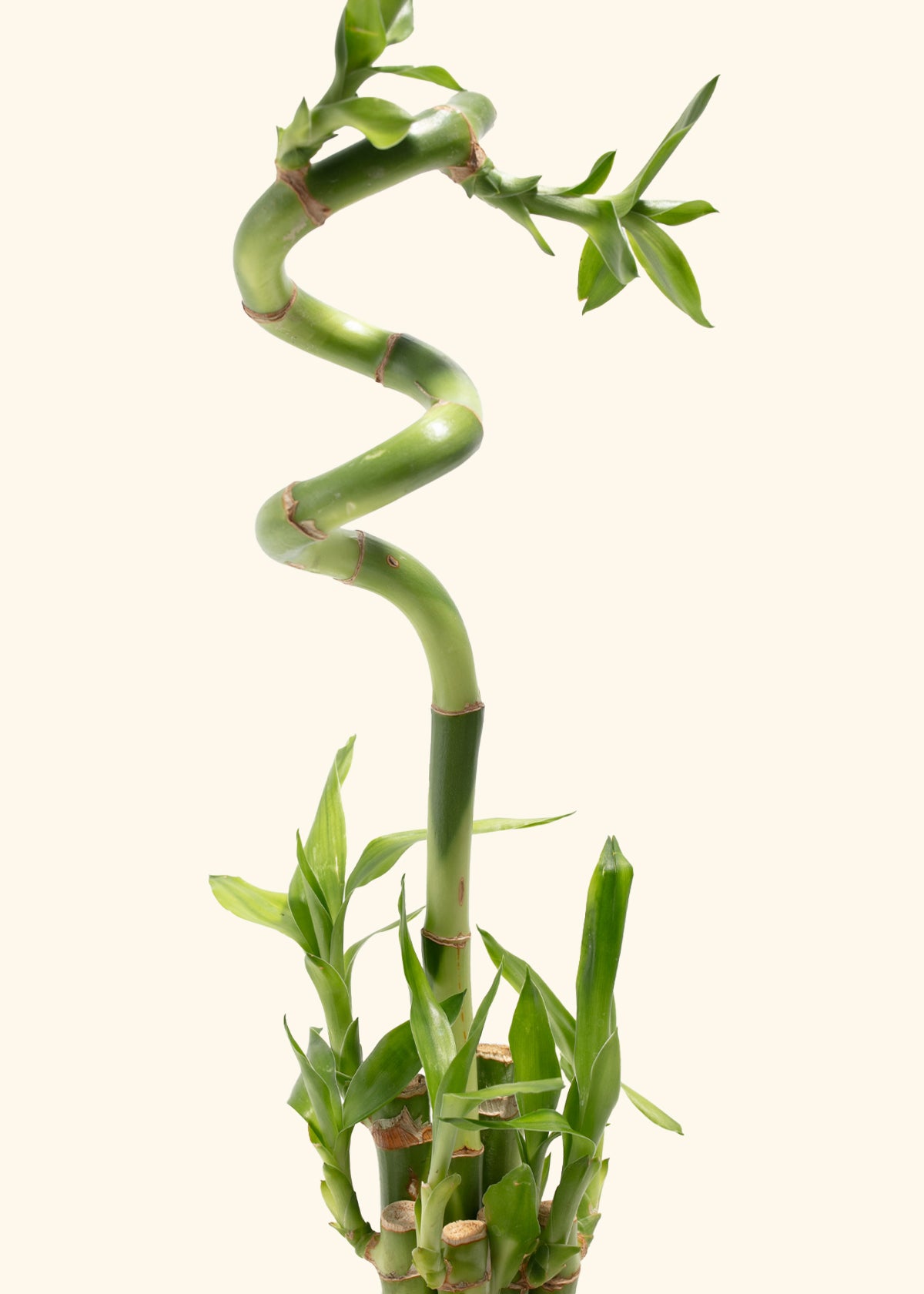 Lucky Bamboo
