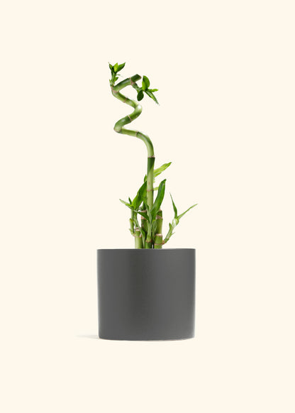Lucky Bamboo