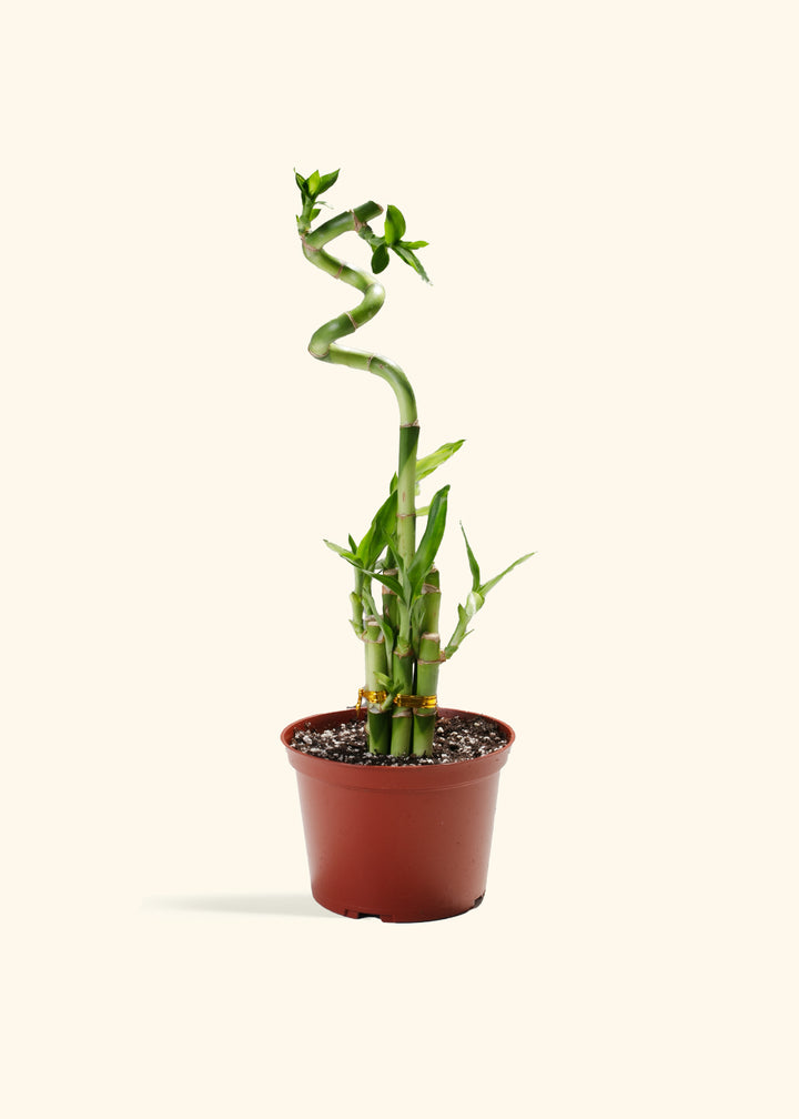Lucky Bamboo