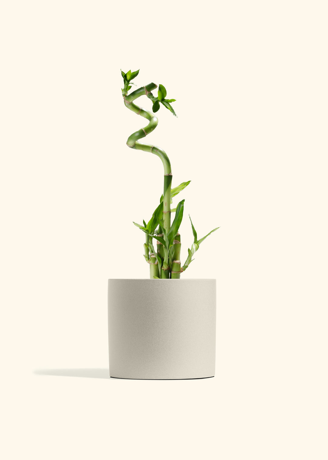 Lucky Bamboo