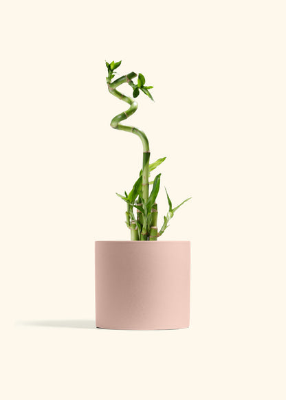 Lucky Bamboo