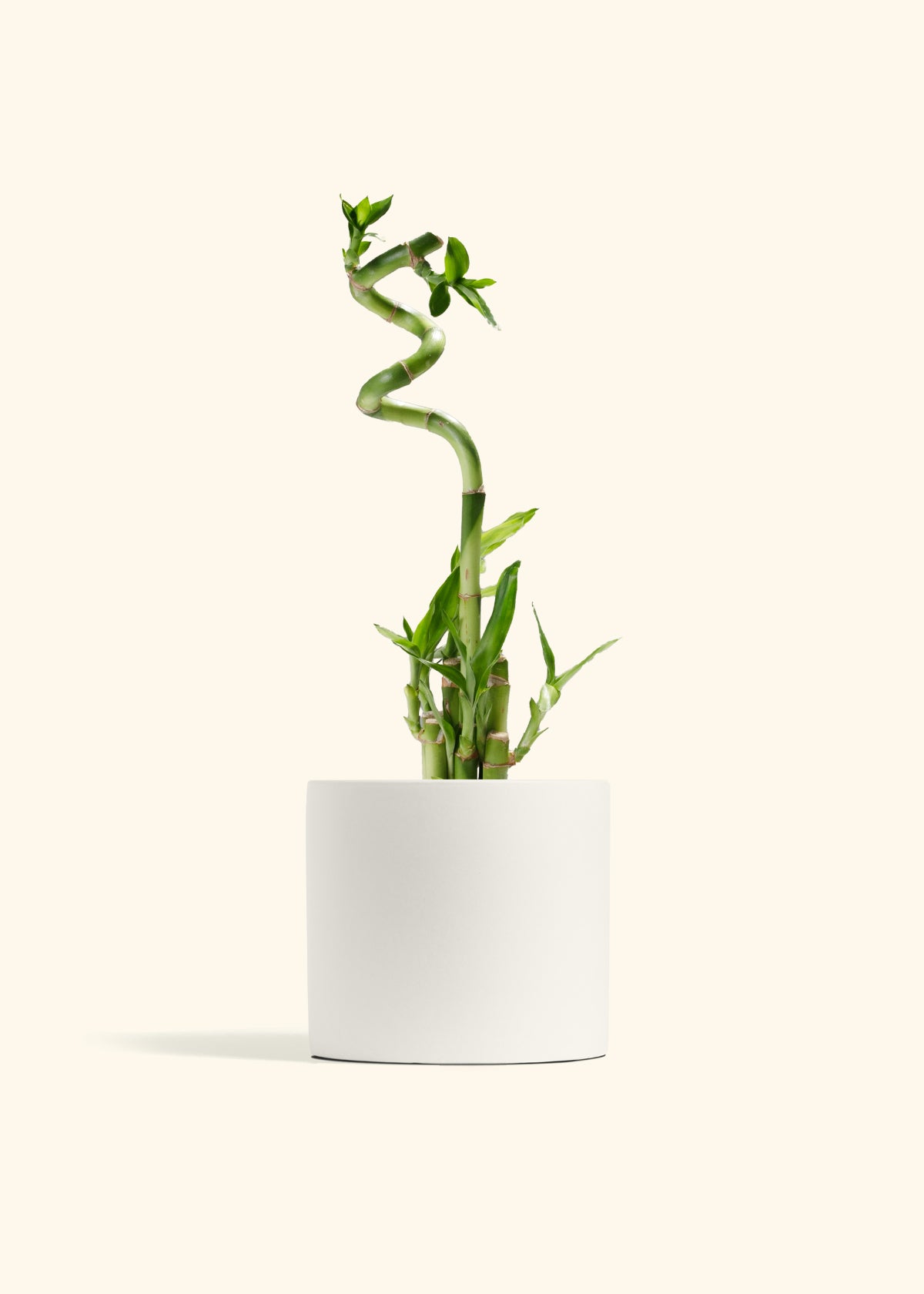 Lucky Bamboo