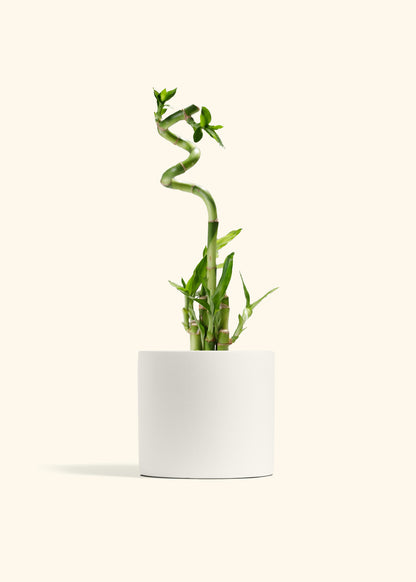 Lucky Bamboo