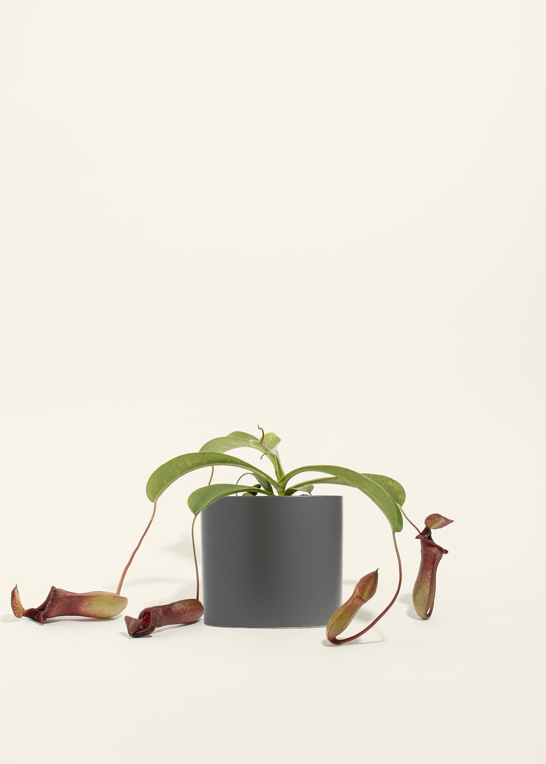 Pitcher Plant