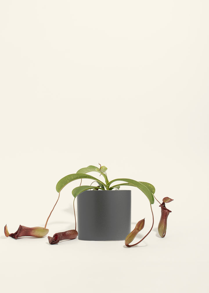 Pitcher Plant
