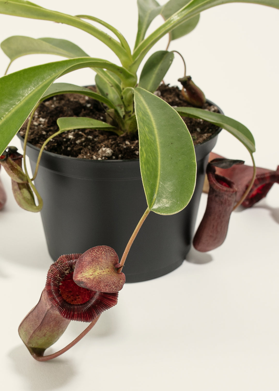 Pitcher Plant