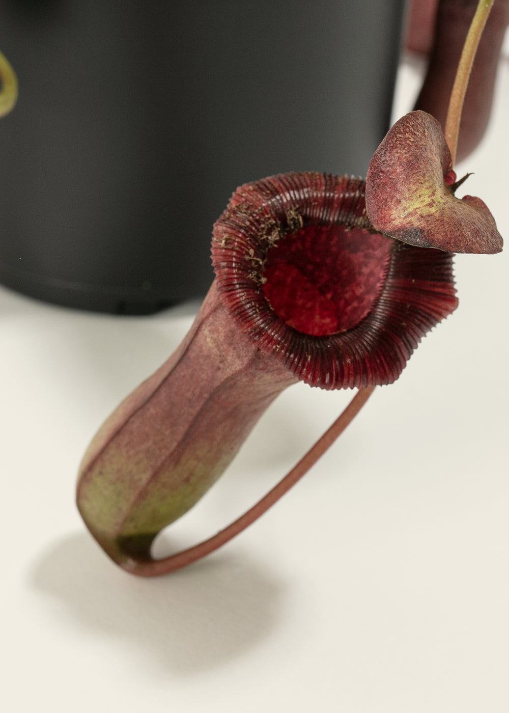 Pitcher Plant