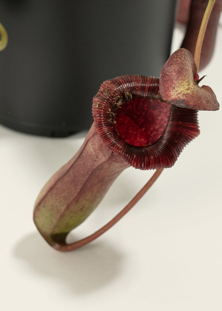 Pitcher Plant