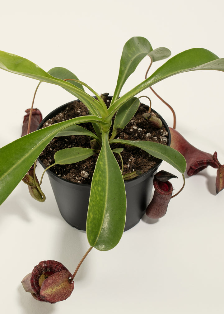 Pitcher Plant