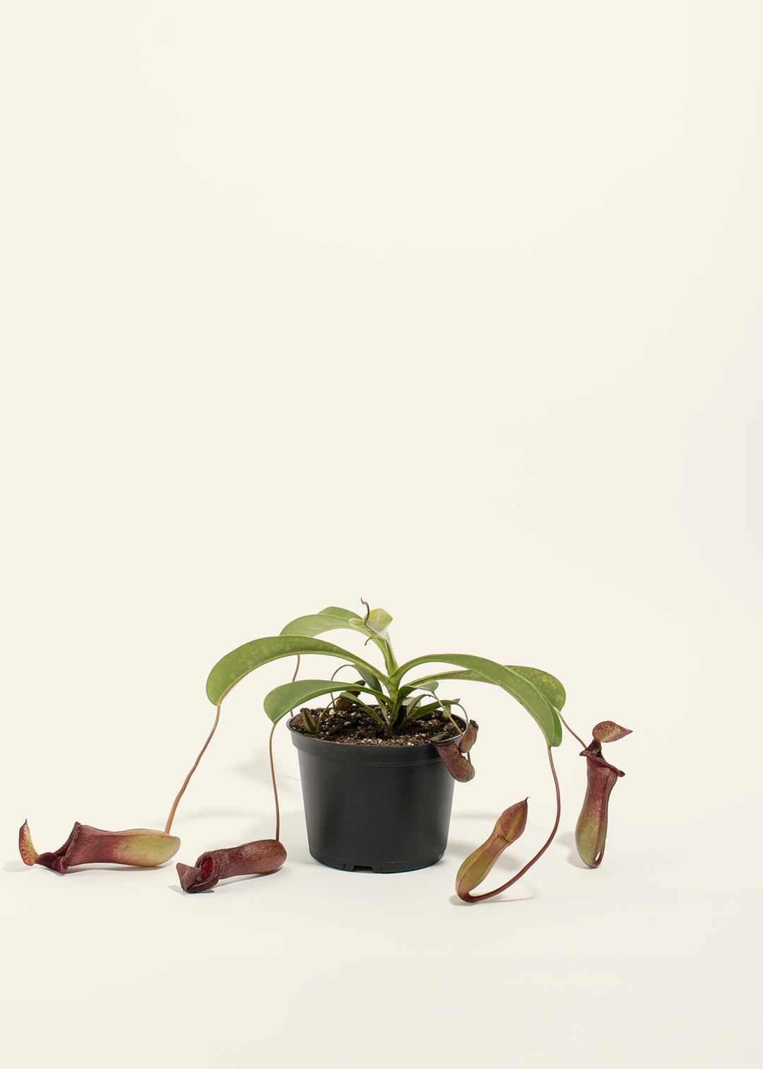 Pitcher Plant