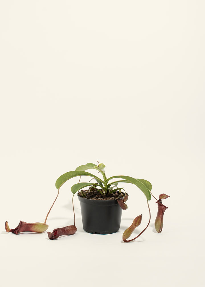 Pitcher Plant