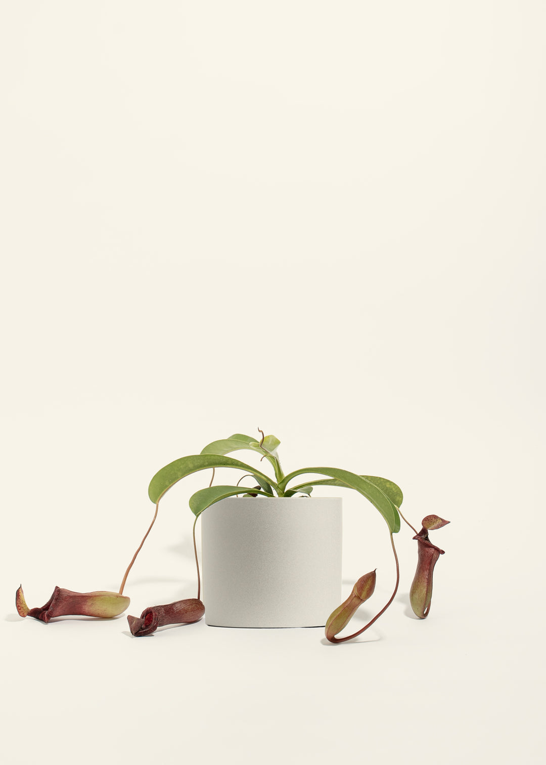 Pitcher Plant