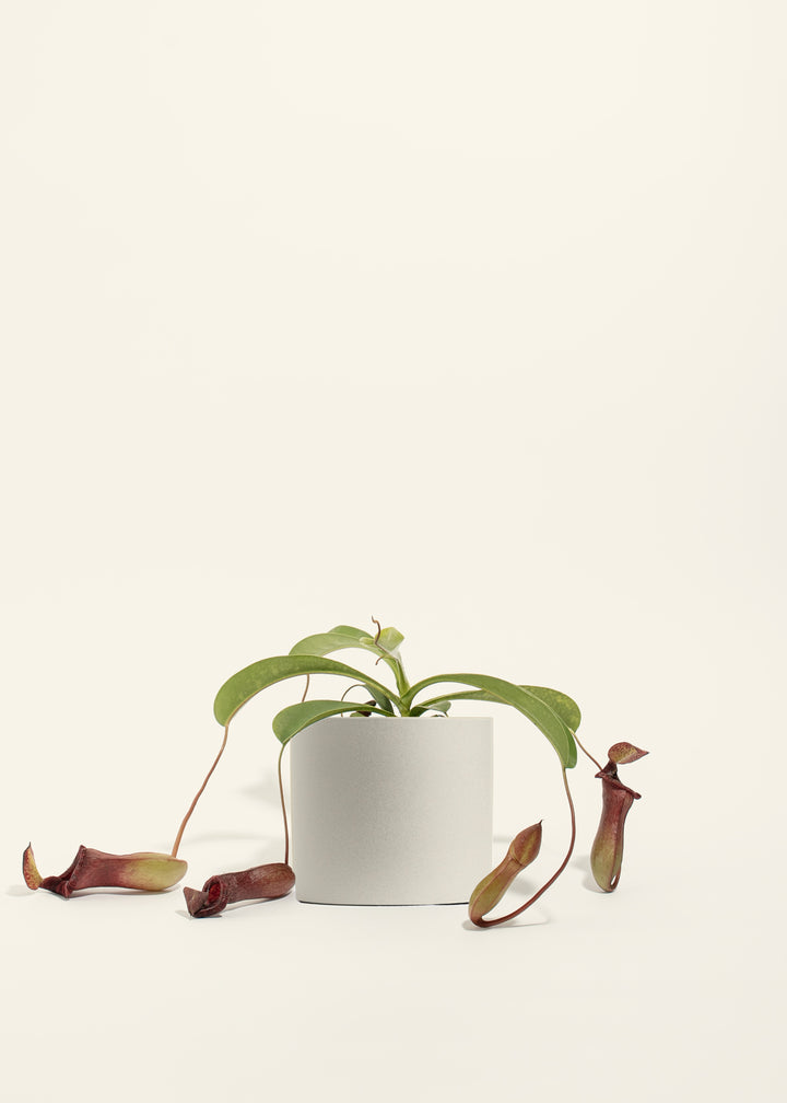 Pitcher Plant