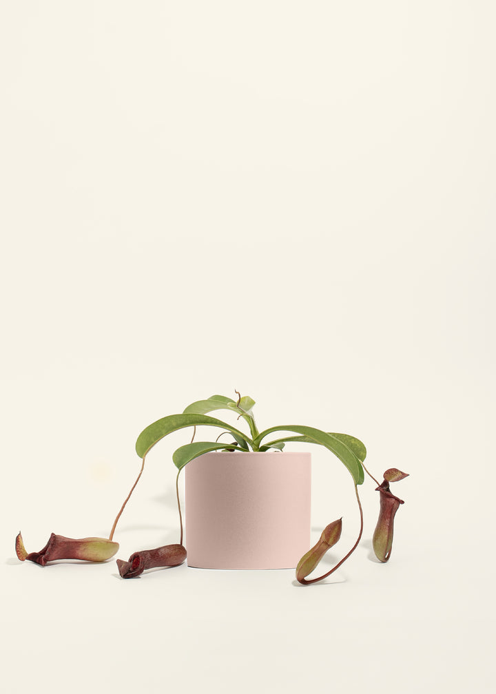 Pitcher Plant
